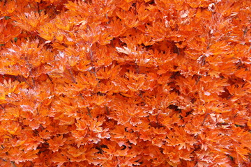 background of leaves 