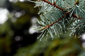 Naklejka na ściany i meble Photo of blue spruce branch with water drops