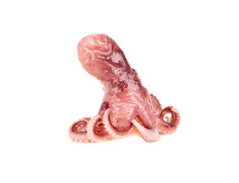 Octopus isolated