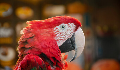 light red macaw parrot - macro of bird eye