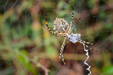 huge wasp spider on a cobweb II.