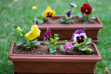 Pansy plants in a pot