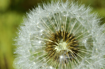 seeds of a dandelion flower blossom - light as a feather