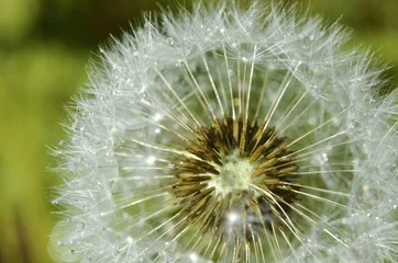 Rolgordijnen seeds of a dandelion flower blossom - light as a feather © Nils