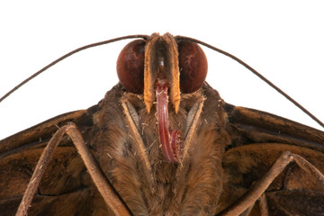 portraif of butterfly