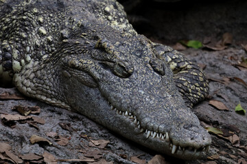 Close up head crocodile is sleep on the canal at thailand