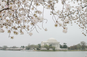 Jefferson Memorial during cherry blossom festival in springtime - Washington D.C. United States of America