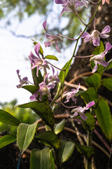 Zbliżenie na fioletowe kwiaty w ogrodzie na jasnym tle. © insomniafoto