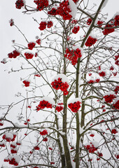 Viburnum bush. The branches of the berries are bright red. Everything is covered with snow.