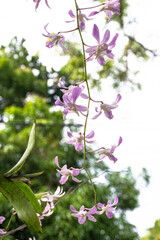 Zbliżenie na fioletowe kwiaty w ogrodzie na jasnym tle. © insomniafoto