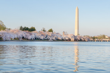 Washington Monument and spring blossoms during cherry blossom festival - Washington D.C. United States of America