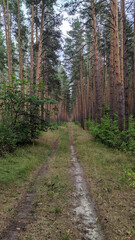 path in the forest