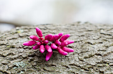 Fototapeta na wymiar Redbud branch in with blossoming redbuds in springtime
