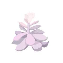 Shoot of Echeveria in Watercolor drawing style, vector pink leaved succulent on white isolated background, isolated Stone Rose or Echeveria, concept of House Plants, Window Gardening and Nature.