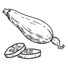 Illustration of squash in engraving style. Design element for poster, card, banner, sign. Vector illustration