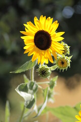 sunflower in the garden