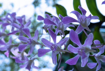 Zbliżenie na fioletowe kwiaty w ogrodzie na jasnym tle. © insomniafoto
