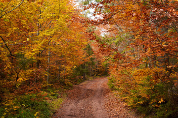 Landscape with road through forest