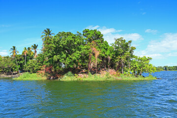 jungle on a tropical island