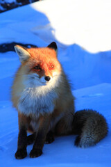 portrait of the fox