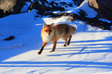 runing fox