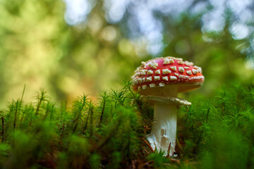 Toxic mushroom Amanita muscaria