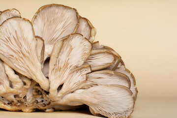 Fleshy gills and rudimentary stipes of oyster mushrooms.