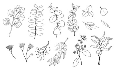 Set of leaves, branches and flowers of eucalyptus.  Eucalyptus branch hand drawn botanical illustration. Eucalyptus leaves and flowers on a white background. Vector sketch illustration. 