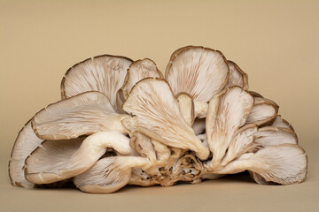 Oyster mushrooms are a type of edible fungi. Fruiting bodies of fungi with their fleshy gills (hymenium) are lying on a ocher background.