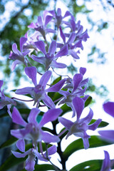 Zbliżenie na fioletowe kwiaty w ogrodzie na jasnym tle. © insomniafoto