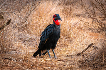 Southern ground hornbill with his black plumage and red throat (scientific name: Bucorvus leadbeateri) is an endangered carnivorous bird only living in Africa. Picture taken in Kruger National Park