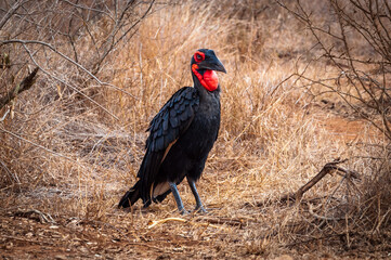 Southern ground hornbill with his black plumage and red throat (scientific name: Bucorvus leadbeateri) is an endangered carnivorous bird only living in Africa. Picture taken in Kruger National Park