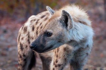 Obraz premium Single spotted hyena closeup, scientific name crocuta crocuta, closeup captured in Kruger National Park, South Africa