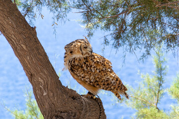 Obraz premium Pharaoh Eagle Owl