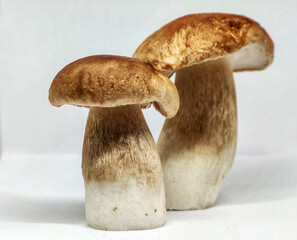 mushrooms isolated on white
