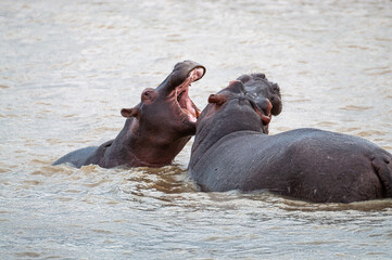 Fototapeta na wymiar Huge hippos fighting in the water of iSimangaliso Wetland Park World Heritage Site - South Africa