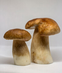 mushrooms in a basket
