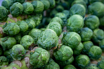 Fototapeta na wymiar A Full Frame photograph of Sprouts on the Stalk
