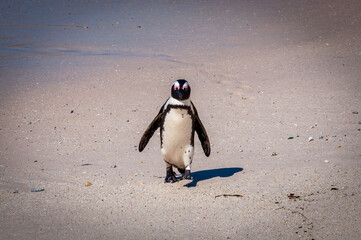 Isolated Cape penguin, aka African penguin (scientific name: Spheniscus demersus) walking on the...