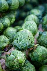A Full Frame photograph of Sprouts on the Stalk