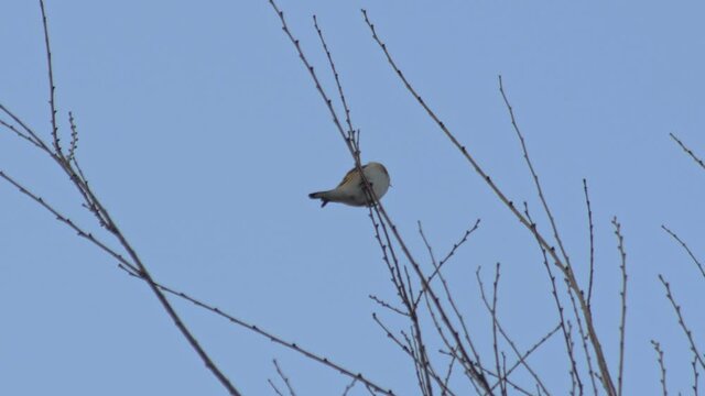 wildlife birds europe - goldfinch sit on branch