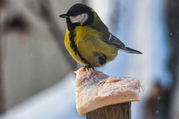 Fototapeta premium Bird on a branch in winter in Siberia