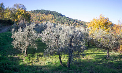 olive grove in the mountains of Tuscany in autumn colours
