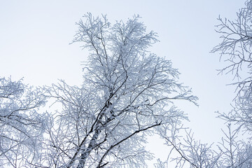 Fototapeta na wymiar Close up of a snow-covered top of a birch under a snowfall on a background of a white winter sky, soft focus. Beautiful magic forest