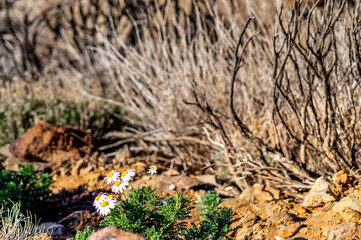 dry grass in the woods
