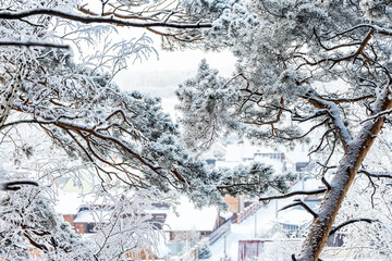 Landscape of a beautiful small village of wooden houses through snow-covered branches of pine trees. Beautiful magic forest and city