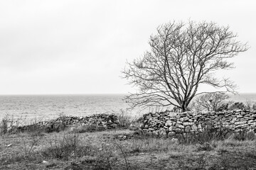 Fototapeta premium tree in the field