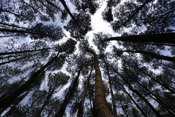 dramatic low angle of dense pine trees with open skies, crown shyness or intercrown spacing of pine tree