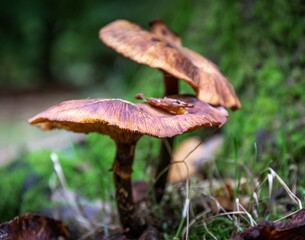 mushrooms in the forest