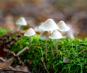 mushroom in the grass